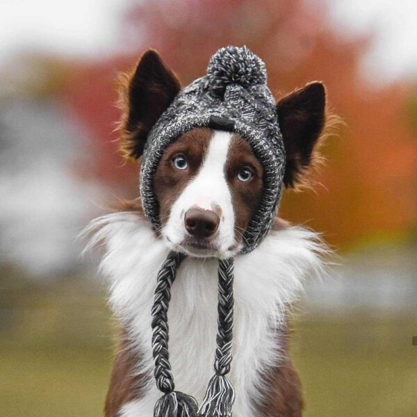 Winter Wool Dog Stocking Hat - Image 2