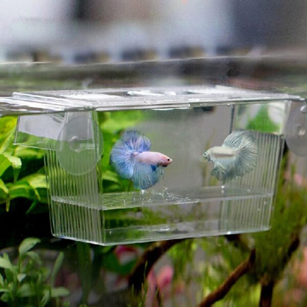 Acrylic Fish Tank - Image 4