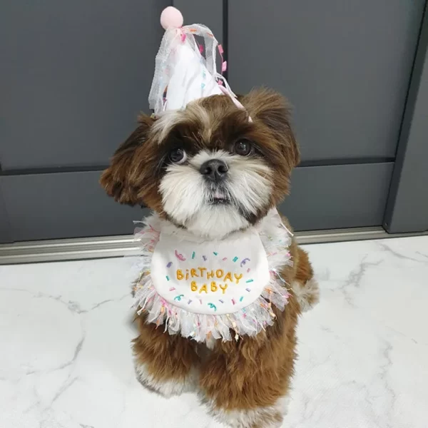 Pet Birthday Bandana and Hats Set Dog  or Cat Birthday - Image 3