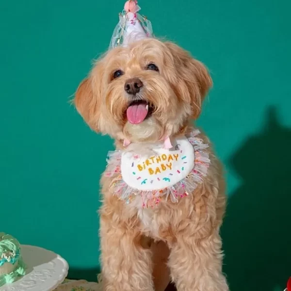 Pet Birthday Bandana and Hats Set Dog  or Cat Birthday